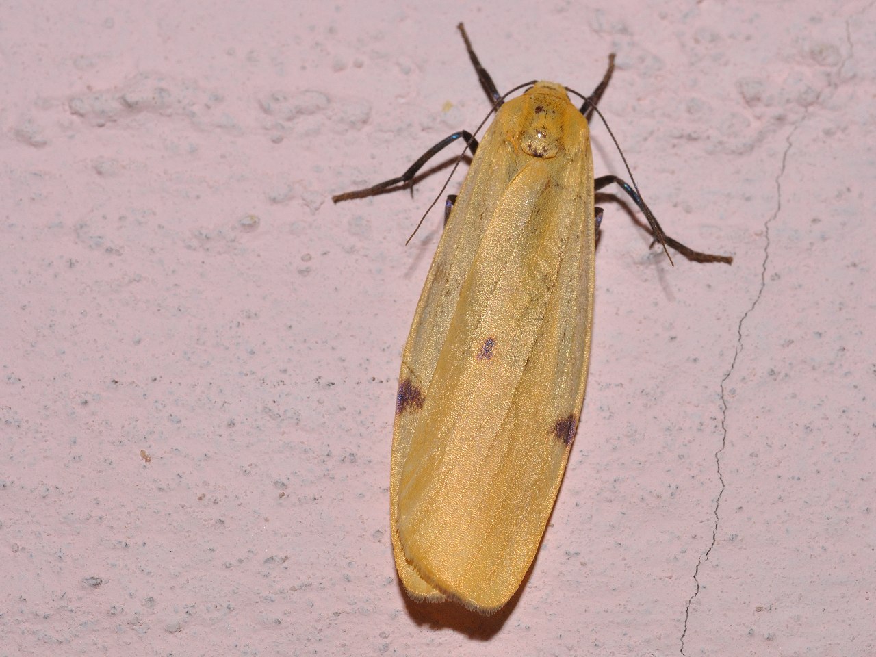 Id farfalle notturne